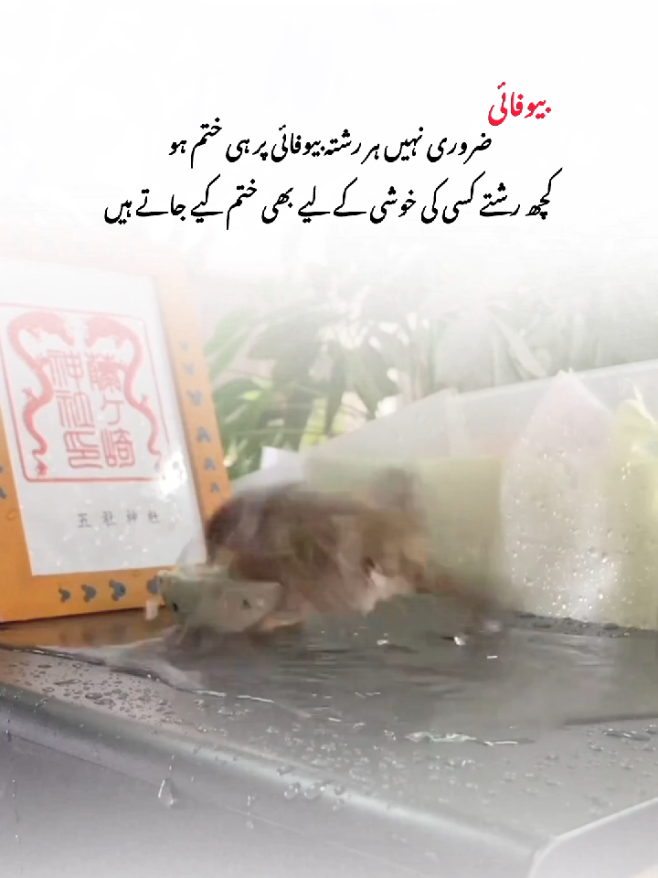 ❤️‍🩹🥺#flypシ #viralvideo #100k #foryoupage #Repost 