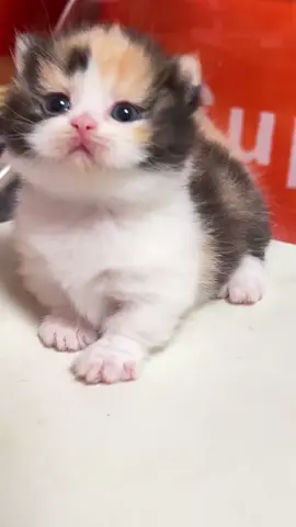 So cute #cutecat #pet #kucing #kitty #funny 