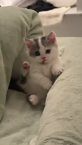 ##catsoftiktok #kitty #cat #fypage 