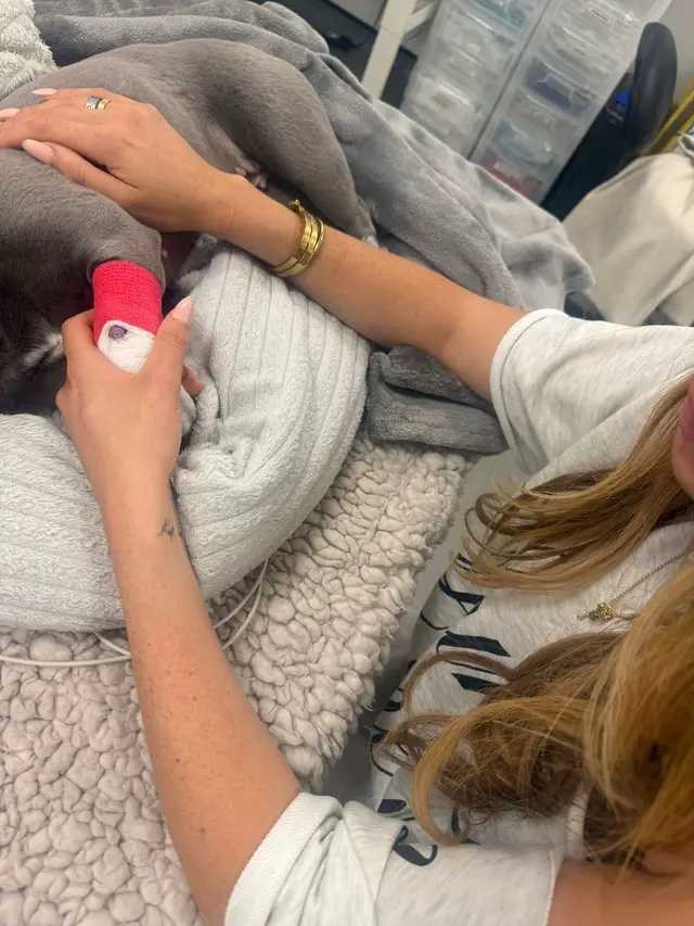 I can’t put into words how heartbroken I am to lose my baby girl so unexpectedly I’ve had the worst night of my life last night with the worst possible outcome 😭 losing Ivy my first dog who has seen me go through my worst times and always been there for me when I’ve needed her she was the most caring loving dog and I’m absolutely devastated that she was taking from me so soon and so unexpected rip my girl you will never be forgotten 😭   