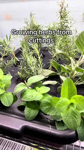 Now is a great time to start your indoor garden for the winter!  This is a super easy way to have fresh herbs all winter long and if you don’t have a hydroponic system you can use a glass of water and plant them in dirt once they have roots.  . . . . #growingherbs #indoorgarden #hydroponics #growyourownfood #greenhousegarden 