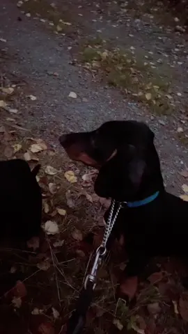 #autumn🍁 ts so autumn vibes yall #dogsoftiktok #dachshund #fyp #fy  