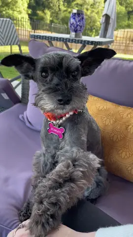 #funnydogs #sassydog #dogsoftiktok #bratdogs #bratdogs 