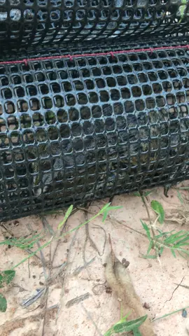 #แงบดักกบ #ลอบดักกบ🐸🐸 #หากบ #สายล่าเมืองสุรินทร์ กบเข้าดีมากค้าบช่วงนี้🐸🌾🌄