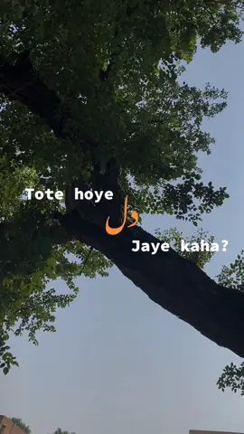 ٹوٹ ہوئے دل جائے کہا 🥀🤌🏻 . . . .#creatorsearchinsights #goviral #fyppppppppppppppppppppppp #viral #foryou 
