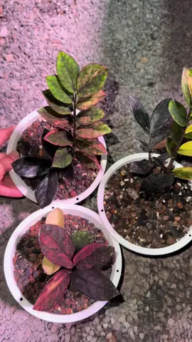 💗🌱💗#กวักมรกตดําด่าง #เปิดการมองเห็นtiktok #สวนนิญดา #เปิดการมองเห็นtiktok 