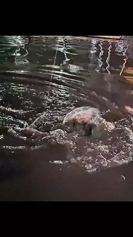 Menyerahlah kau Lee... 😊😊#wasismancing #galatamalele #storywa #jangkauanluas 