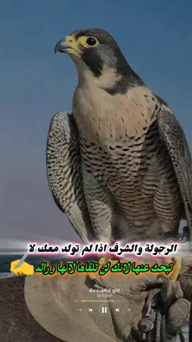 #الصحراء_الغربية 🇸🇩#الشعب_الصيني_ماله_حل😂😂 