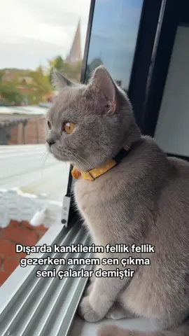 #kesfetteyiz #fpyシ #cutecat #cat 