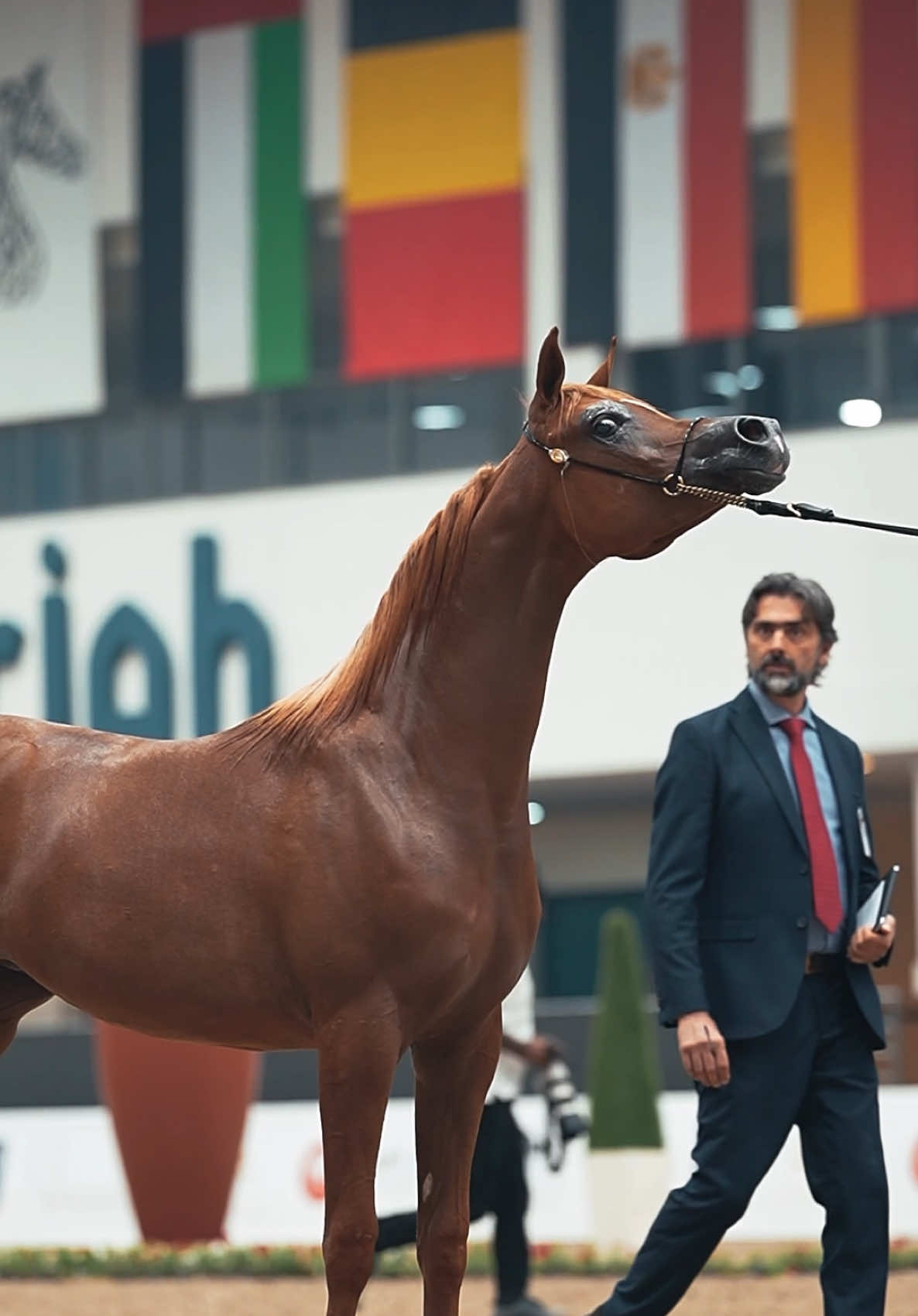 #خيل_عربي_اصيل #اكسبلور #تصويري 