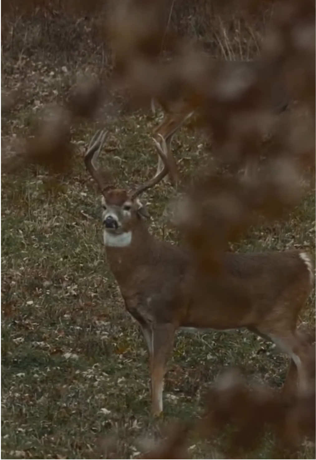 Beautiful deer? #deer #whitetaildeer #whitetailhunting #whitetail 