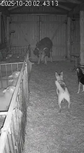 #are #scary #cctv #fy #skinwalker Is this a sheep or something else, dogs going crazy