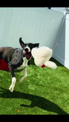 #mypetsgentleside #dogs #dogsoftiktok 