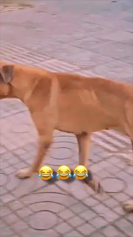 Campanas 🔔 De Belén 😆