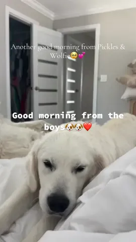 You guys love these so here’s another good morning video from Pickles & Wolfie🥹❤️ #dogsoftiktok #goldenretrieverlife #goldenretriever #doglife #dogmom 
