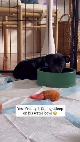 Adoptable soon 👀👀 @Muddy Paws Rescue #fosterpuppy #sleepypup #puppytok 