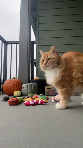 Inspecting his clean catnip toys