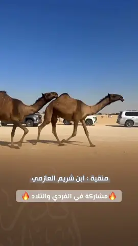 #ندر_الشمال #الصياهد_تجمعنا #البل #رعود #مزاين_معكاز 