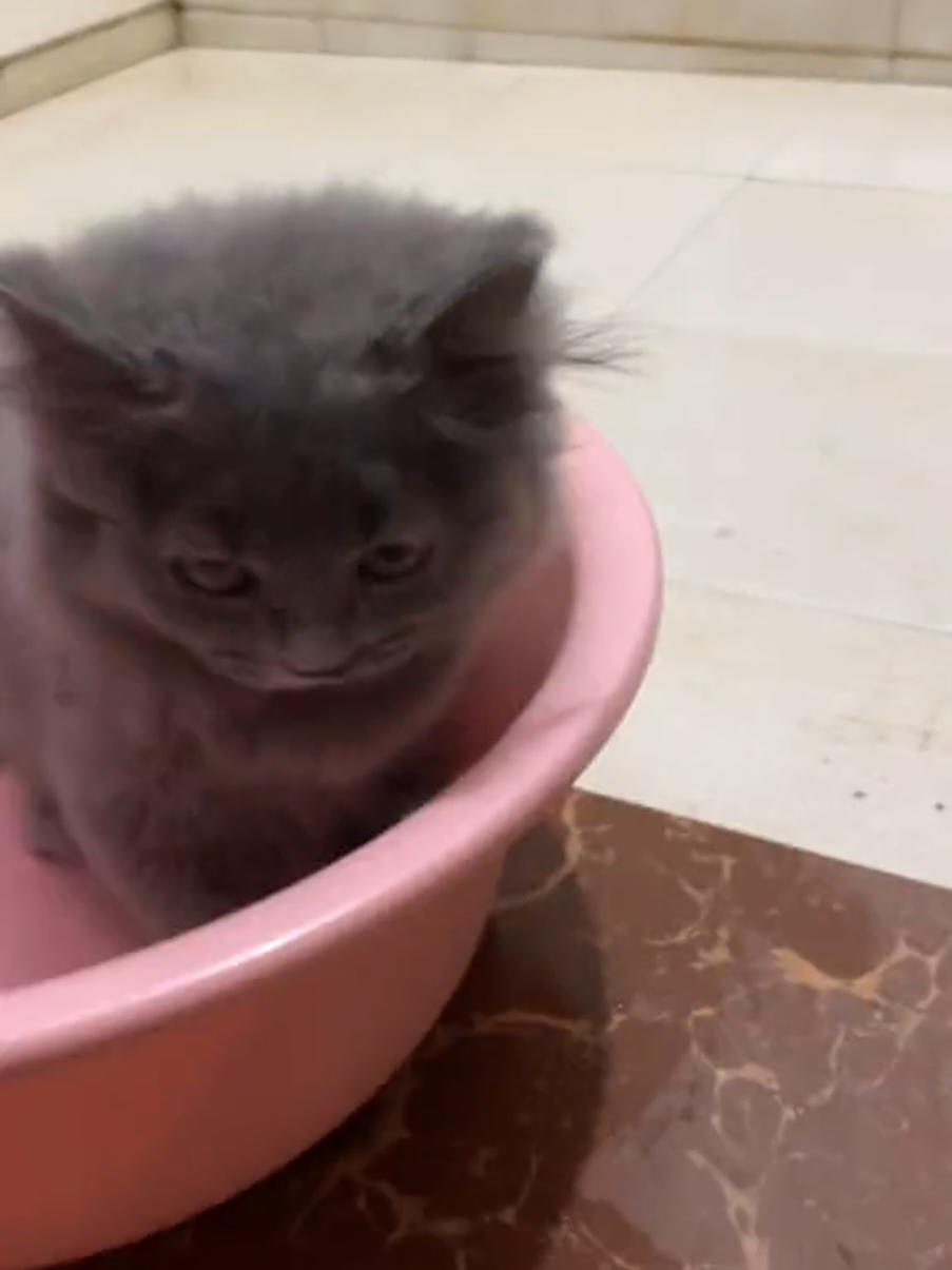 Hướng dẫn sấy lông đơn giản cho mèo #meosanhdieu #meocute 