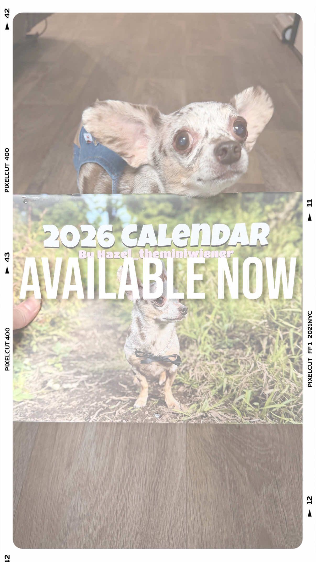 2026 Calendars available now! 🤗 They’re HERE! This year’s calendar features a mix of single shots and collages (to tailor both demands!). Plus brand new, never-before-seen photos of Hazel in all her glory 🥰 Each 11x8.5” wall calendar runs January–December 2026 and is, of course, Hazel-approved! 💖 Orders over $35 get free shipping within US. Also able to ship worldwide!🌎 Limited quantity! Grab yours before they’re gone! Available now on Etsy (link in bio!) #DogCalendar #Hazeltheminiwiener #EtsyFinds #DogMomLife #Calendar 