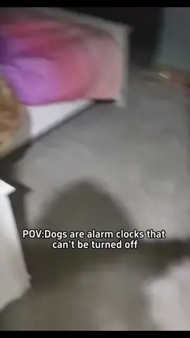 When your dog thinks 3AM is the perfect time for cuddles 🐶😂 #NoSleepDogs #FunnyDogs #DogComedy #DogOwners #DogLife 