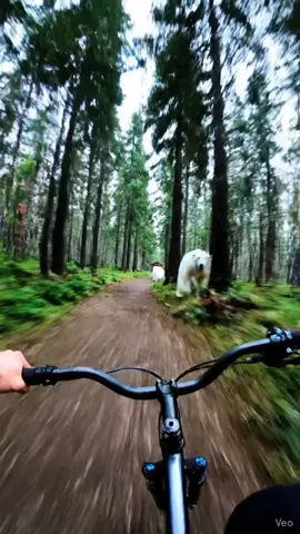 Biker escape from Police on LSD vision #AI #AIVideo #escape #AlTikTok #AlEdits 