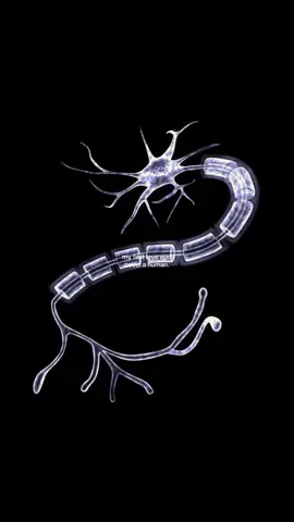#Science | Neurology is the study of the nervous system; the intricate web of impulses that defines perception, memory, and self. It is the silent conductor behind thought and motion, the origin of every emotion and dream. The nervous system is not within us; it IS us. The body is only its vessel, a temporary shell obeying the will of electric whispers that give flesh meaning and mind form. The video shows: 1. Sigmund Freud, who began as a neuroanatomist; founded psychoanalysis, bridging mind and brain. 2. Francis Crick, who co-discovered DNA’s structure; later turned to studying consciousness and the brain. #fyp #neuroscience #edit #doctor 