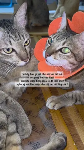 Dám chê Chị T à ? #khethui #animals #cats 