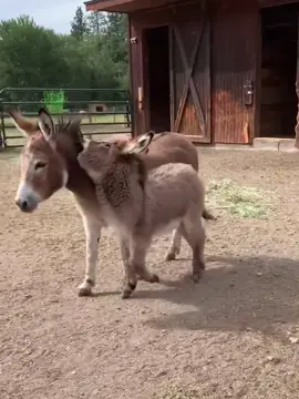 The happy little donkey 😊#cute #baby #donkey #babydonkey #minidonkey 