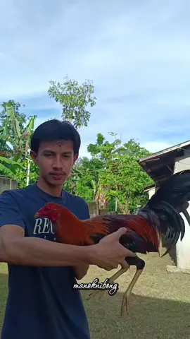 Ganda mo nak! #backyardbreeders #manoknibong #batangsabungero #foryou #trending 