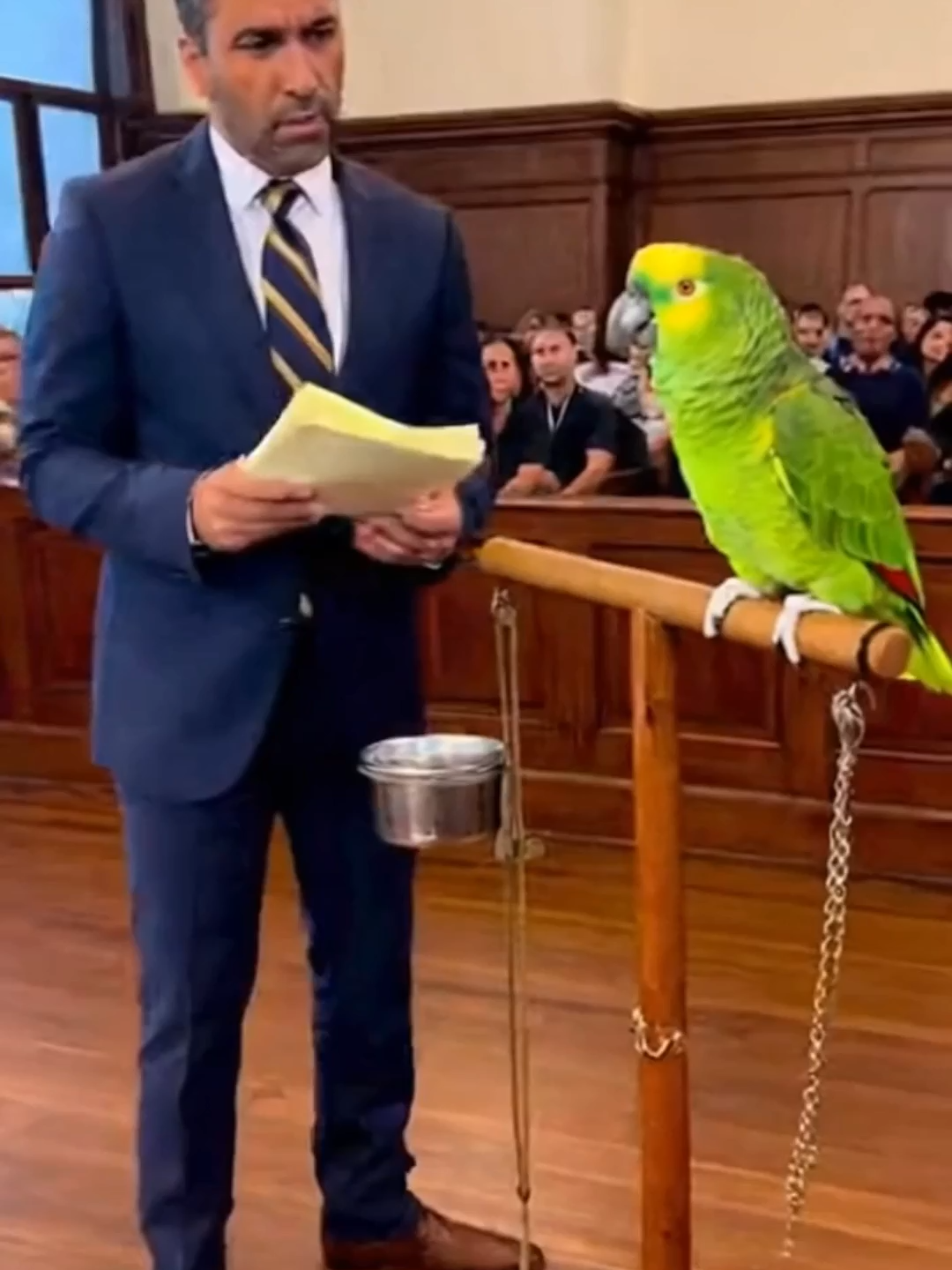 Coco the Parrot Guilty