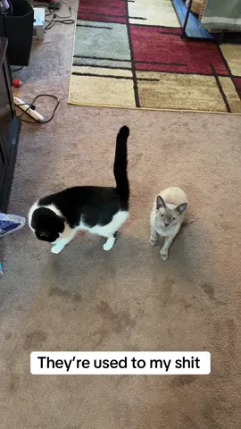 #fyp #fypシ #trending #catstrendingvideos 