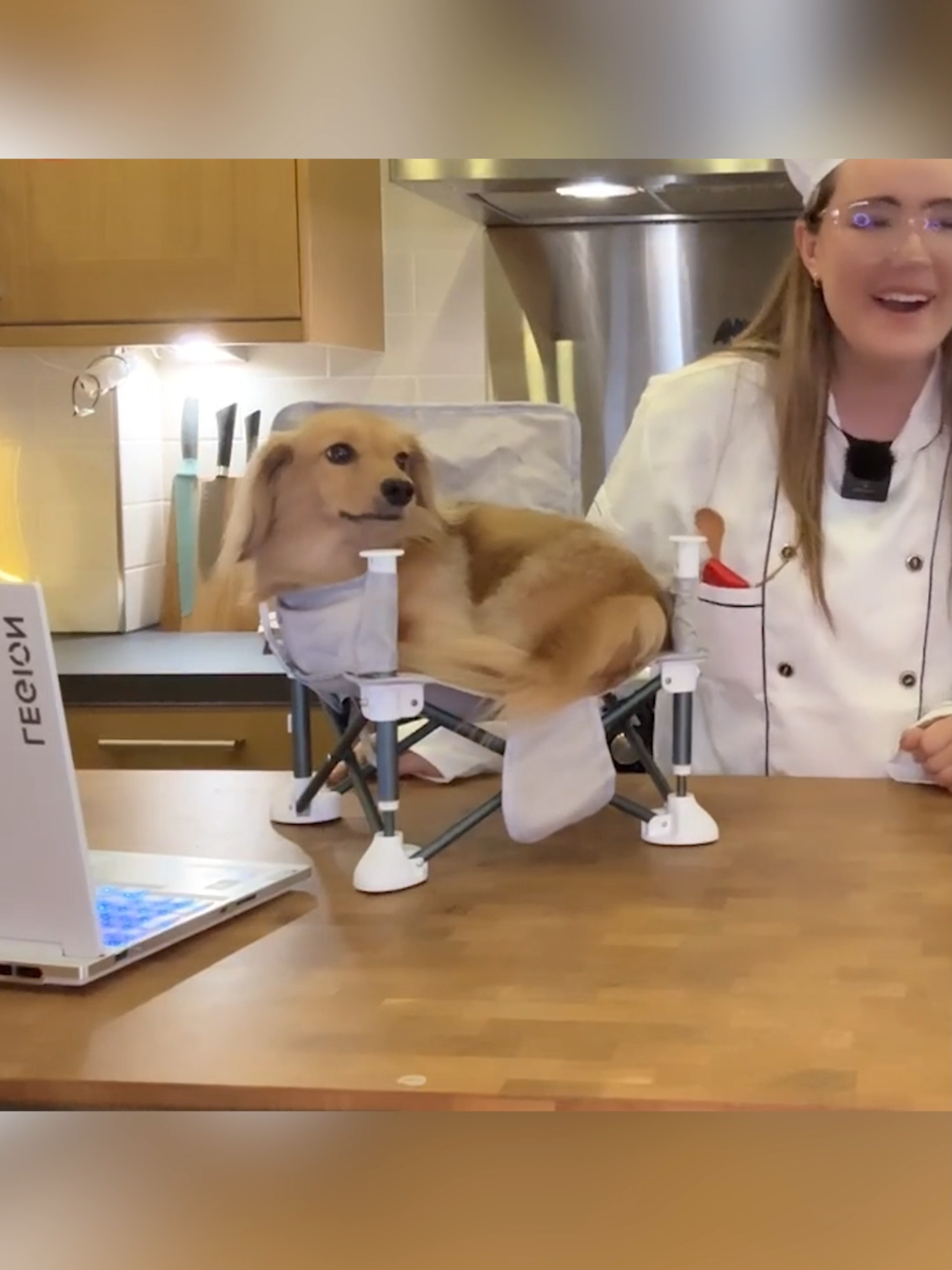 Do you like Pea's new chair? 🥺 #dachshund #minidachshund #pea #dogsoftiktok #fyp