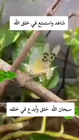 #استمتعو_في_المشاهدة🥺💕 #استمتعوا_بالمشاهده✌️😍#هذا #خلق_الله #سبحان_الله_وبحمده_سبحان_الله_العظيم 