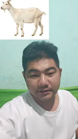 Chấn Động Con Dê Cái Được Người Đàn Ông Thương ... Giữa Cánh Đồng #xuhuong #phihungtv #hottrenk #xuhuongtiktok #de 