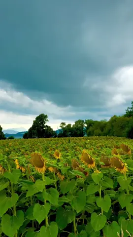 #تلاوة_خاشعة 