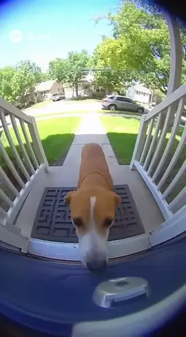 😭😭 #soraai #fyp #dog #sora 