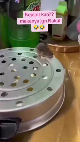 hahaha kasihannn nya si tikus nakalll 🤣🤣😆😆 #fyppppppppppppppppppppppp  #fypage  #viraltiktok 
