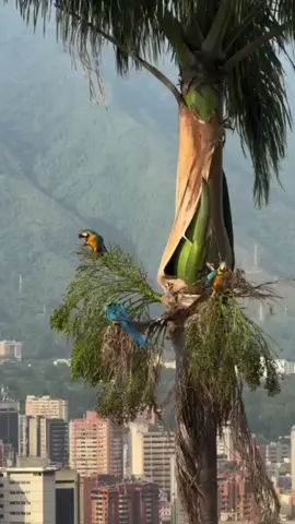 #venezuela #venezolanosenelmundo #nancyramos #cancion #guanaguanare 