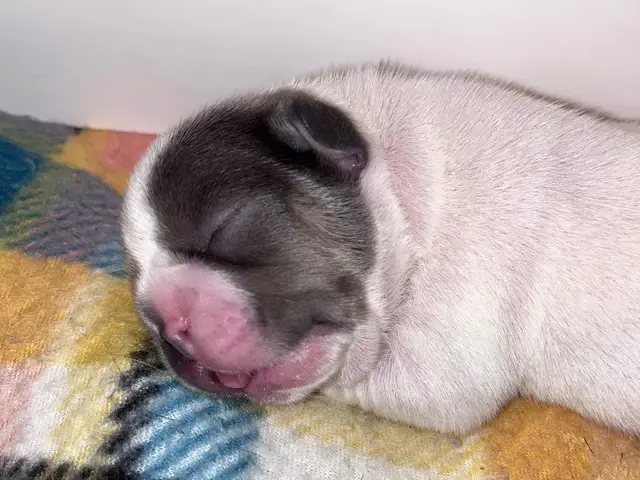 Beautiful pied male, might carry testable and/or fluffy.  #frenchiepuppy #frenchbulldog #frenchie 