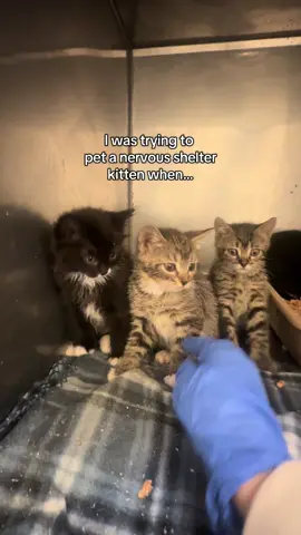 what am I supposed to do after that 😅😅😅 #shelterkitten #animalsheltervolunteer #nervouskitten 