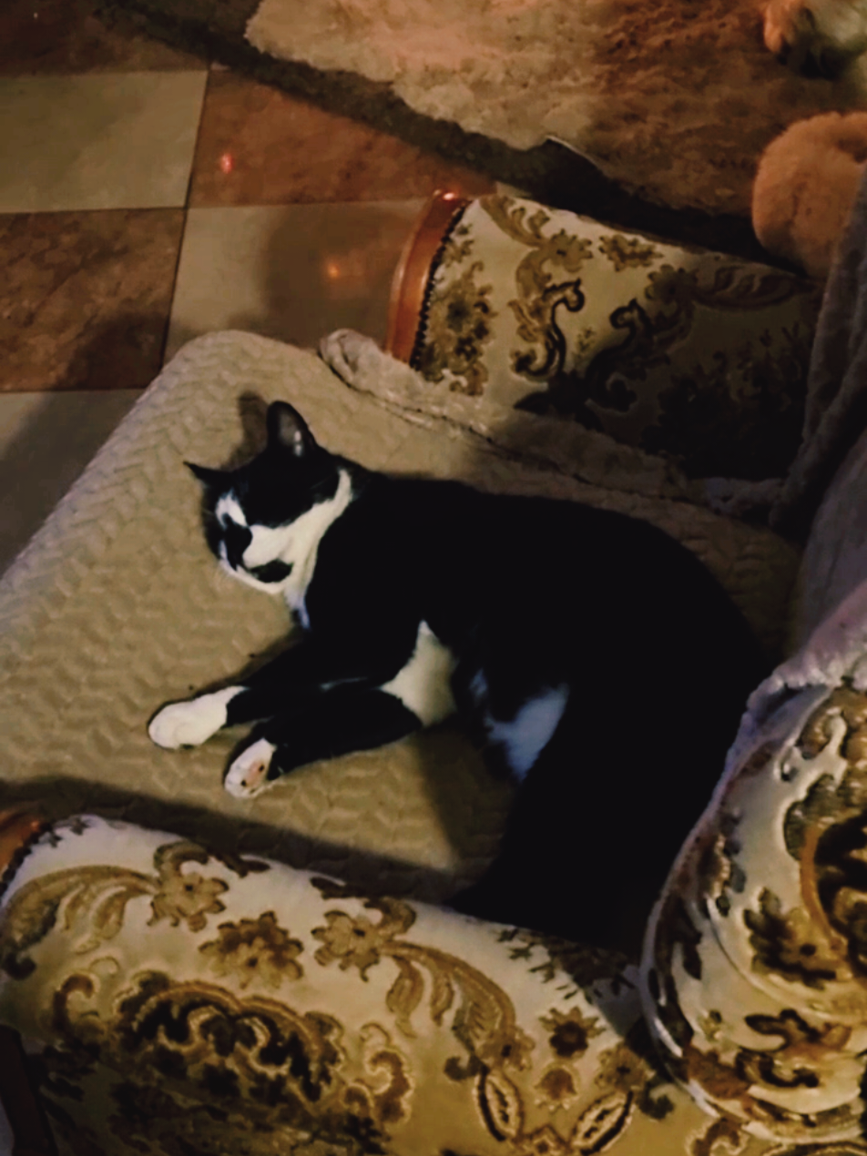 Szép estét, jöttem másodszor is, hogy örülj! De még antiszoc vagyok, szóval figyelj oda, mit kommentelsz! 🙄☝️🤣#csőszia #dog #jóéjt 