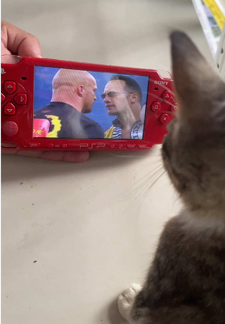 Showing my Cat something she’ll never forget Part 7 #fypシ #WWE #stonecold #therock #funny 