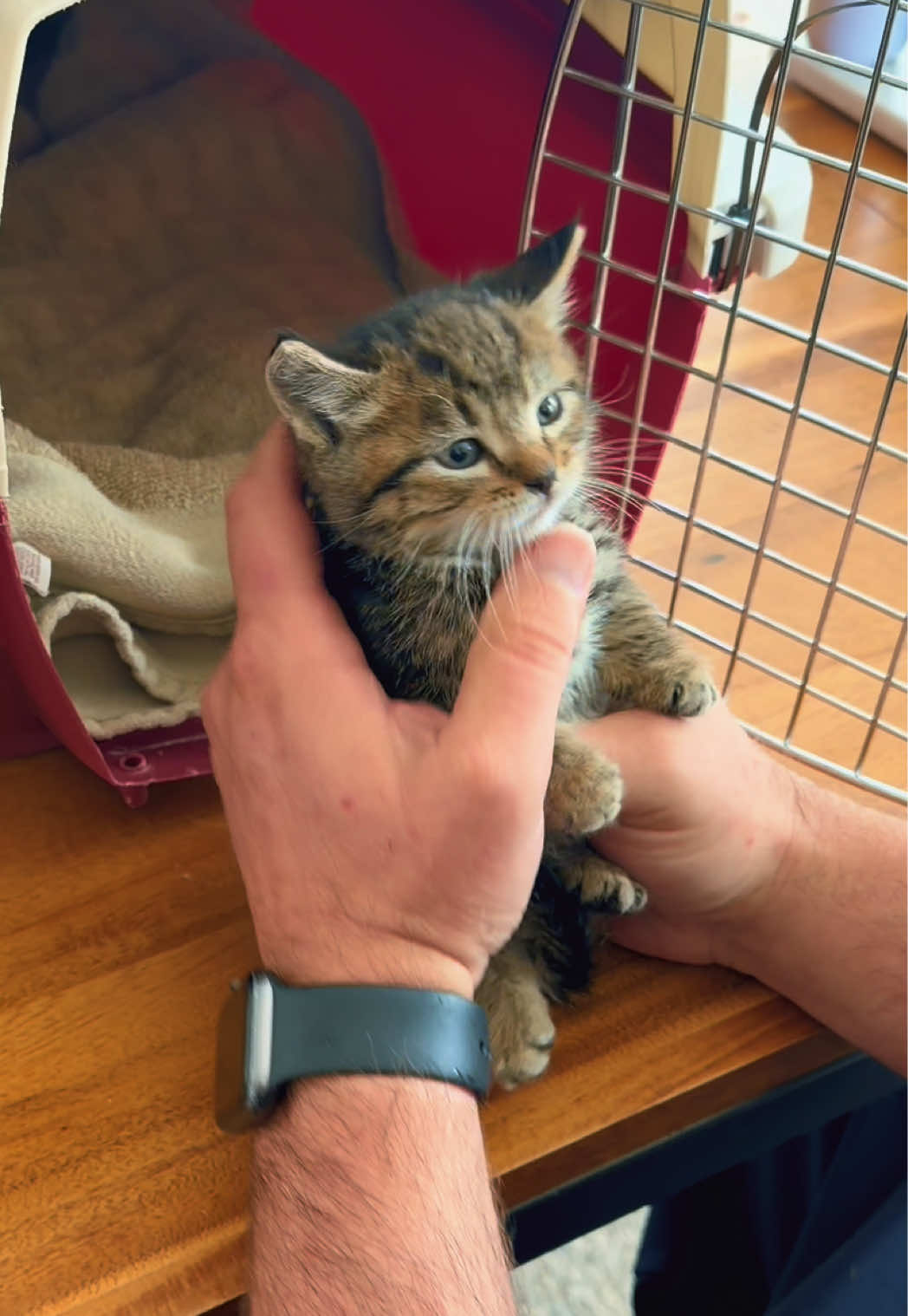 NEW CAT PACK DROP!