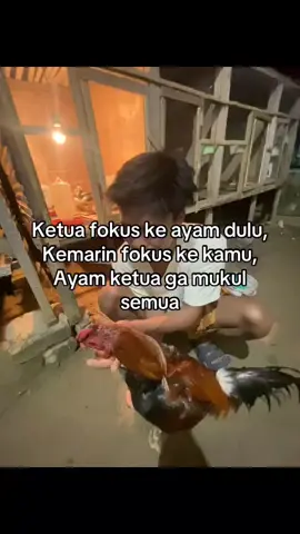 😜😩 #ayam #ayambangkok #fyp #ayambangkoksuper #ayamindonesia 