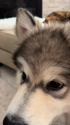 #malamutesoftiktok #malamute #alaskanmalamute  #puppylife #malamutepuppy 