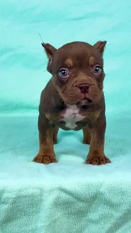 Chocolate tri female #fypシ゚viral #americanbully #trending #chocolate #abkc 