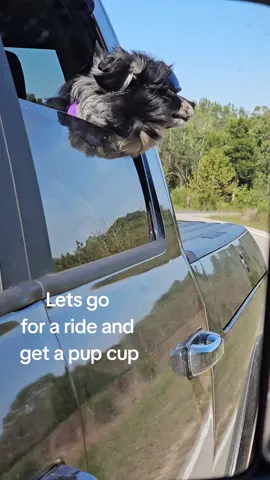 Dally Mae is always ready for a ride and pup cup 🥤 😍 #dogtok #dogcommunity #dallymaeemberrae #kentucky 