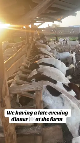 #YPA GOATs 🐐 #Goats to the world 🌎 # God is our CEO@Youth Platform Africa @OBED BEN @JB MAGEZI 