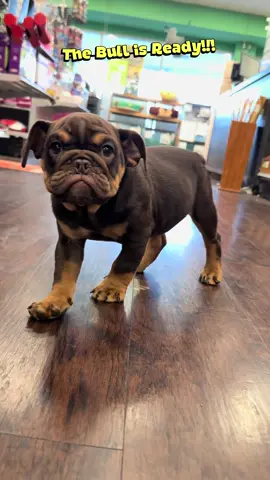 She is Ready!!!! Interested ? ☎️: 203-901-1003 ext 1 🔗: https://www.safaristanspetcenter.com 📍: Safari Stans Pet Center 142 Amity  Rd, New Haven  Breed: English Bulldog Gender: Female Health: Vet Checked, dewormed and up-to-date on age appropriate vaccinations.  🐾#englishbulldog #lovinghome🏠❤️ #safaristansnh #fureverhome #englishbulldogpuppy                 